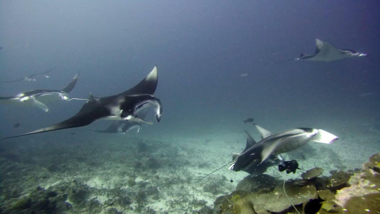 Equatorial Divers Lodge Addu City Екстер'єр фото